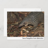 Enregistrer les pangolins de la carte postale d'ex (Devant / Derrière)