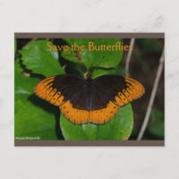 Enregistrer les papillons Arkansas 2 carte postale