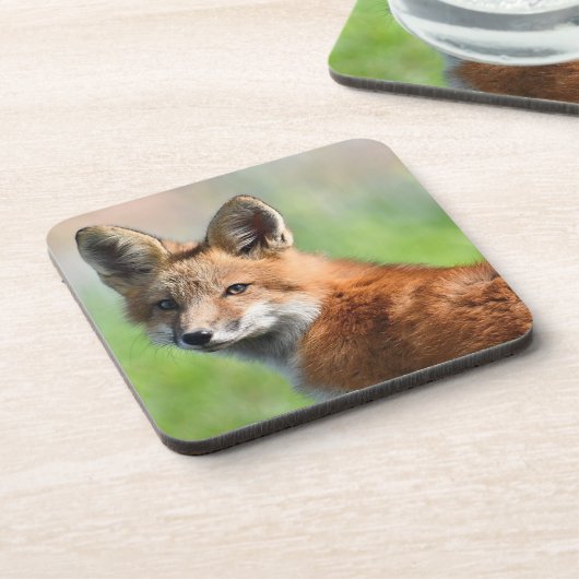 Ensemble de 6 dessous de verre Fox (Côté gauche)