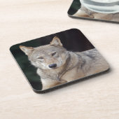 Ensemble de 6 dessous de verre Grey Wolf (Côté gauche)