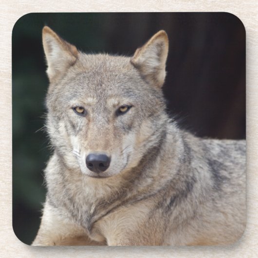 Ensemble de 6 dessous de verre Grey Wolf (Devant)