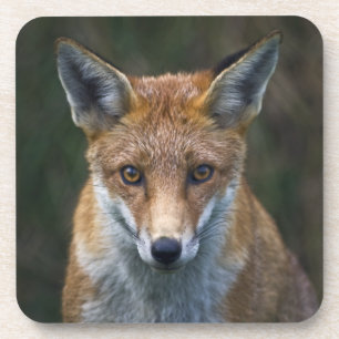 Ensemble de 6 dessous de verre portrait Renard rou