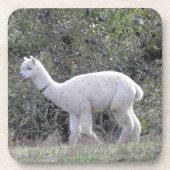 Ensemble de dessous de verre - Alpaca blanc (Devant)