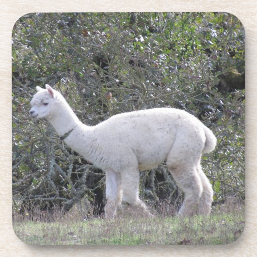Ensemble de dessous de verre - Alpaca blanc (Devant)