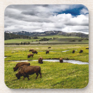 Ensemble de Dessous de verre de Buffalo de Yellows
