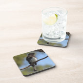 Ensemble de dessous de verre - Flycatcher Gros pla (Côté Droit)
