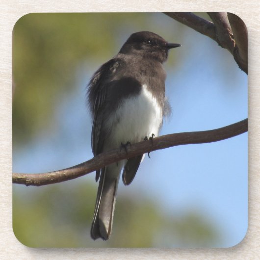 Ensemble de dessous de verre - Flycatcher Gros pla (Devant)
