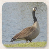 Ensemble de Dessous de verre Goose By Pond (Devant)