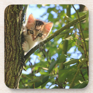 Ensemble de Dessous de verre Kitten In Tree