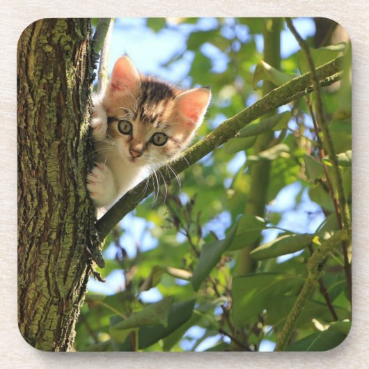 Ensemble de Dessous de verre Kitten In Tree (Devant)