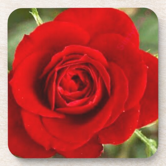 Ensemble de dessous de verre rose rouge (Devant)