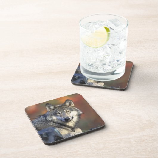 Ensemble de Dessous de verre Wolf (Côté Droit)