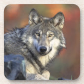 Ensemble de Dessous de verre Wolf (Devant)