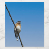 Ensemble de Étiquettes pour aliments et boissons B (Étiquettes simples)