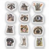 Ensemble de stickers drôles de raton laveur Meme (Devant)