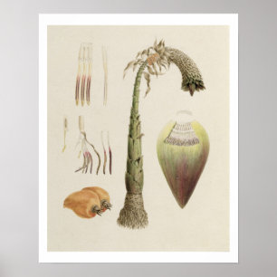 Ensete No. 10, voorheen toegekend aan James Bruce Poster