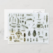 Entomologie Briefkaart (Voorkant / Achterkant)