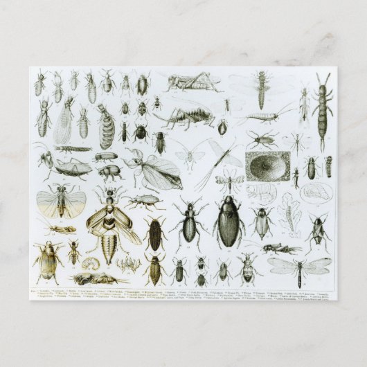 Entomologie Briefkaart (Voorkant)