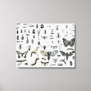 Entomologie Canvas Afdruk