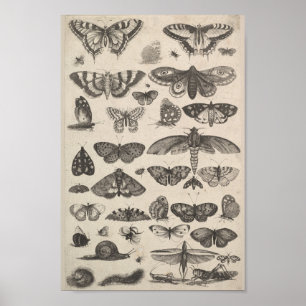 Entomologie Lepidoptera Insecten Poster
