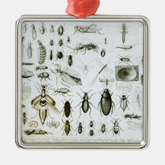 Entomologie Metalen Ornament (Voorkant)