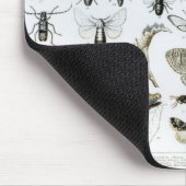 Entomologie Muismat (Hoek)