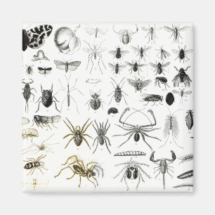 Entomologie, Myriapoda en Arachnida Magneet