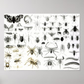 Entomologie, Myriapoda en Arachnida Poster (Voorkant)