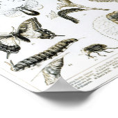 Entomologie Poster (Hoek)