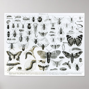 Entomologie Poster