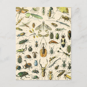Entomologie van Insect en Bugs Chart  Briefkaart