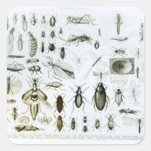 Entomologie Vierkante Sticker