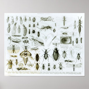 Entomology Insects Poster