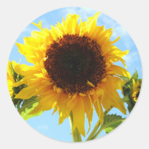 Enveloppe de tournesol - Phoques ou autocollants