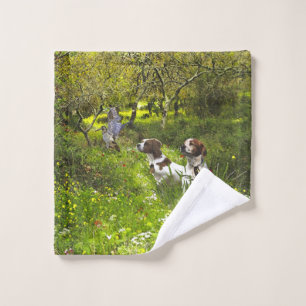 Epagneul Breton, Bretagne Espagne