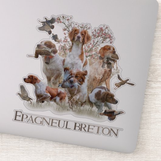 Epagneul Breton, Brittany Spaniel Sticker (Detail)