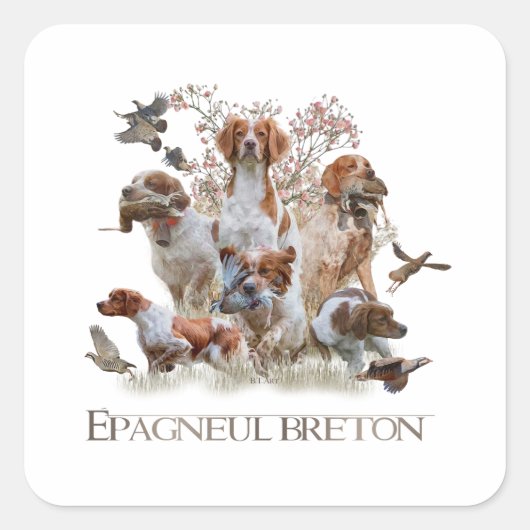 Epagneul Breton, Brittany Spaniel Vierkante Sticker (Voorkant)
