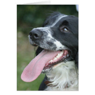 Épagneul de springer anglais