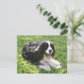 Épagneul de springer anglais -- Carte postale (Debout devant)