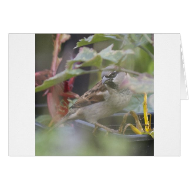 Épervier (Devant horizontal)