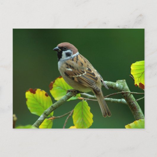 Epervier d'arbre eurasien dans la carte postale d' (Devant)