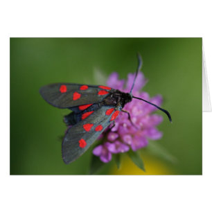 Ephalte de Zygaena