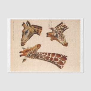 Ephemera Decoupage Giraffe Heads Tissuepapier