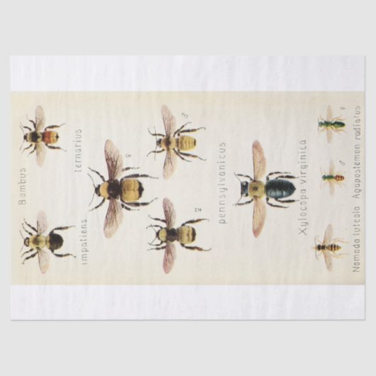  Ephemera Script Bee Decoupage Tissuepapier (Voorkant)