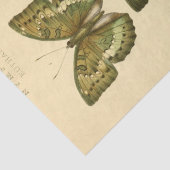  Ephemera Script Groene Vlinder Decoupage Tissuepapier (Detail)