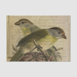 Ephemera Vogels en Manuscript Tissuepapier