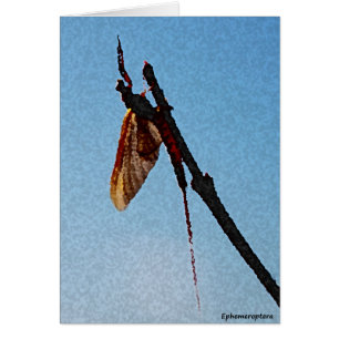 Ephemeroptera - kaart