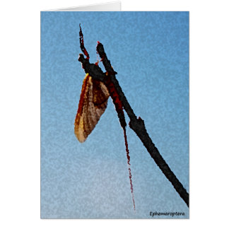 Ephemeroptera - kaart