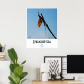 Ephemeroptera - Poster (Bureau à domicile)