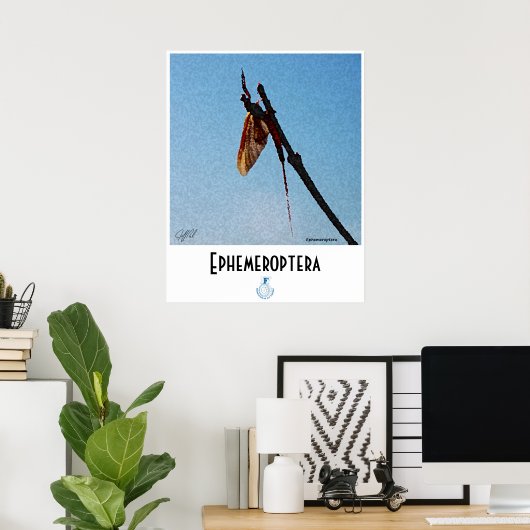 Ephemeroptera - Poster (Bureau à domicile)